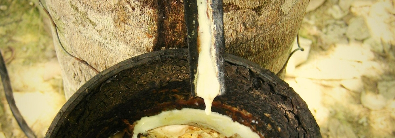 tree having latex sap extracted into bowel