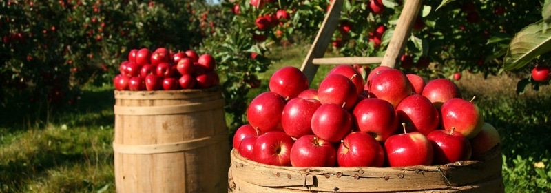 a basket of apples on a farm