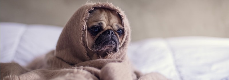 dog wrapped in a blanket on bed that can cause hay fever in winter