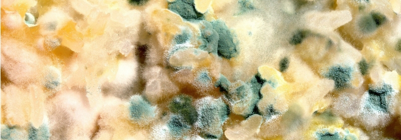 mouldy food that can cause mould biotoxin illness