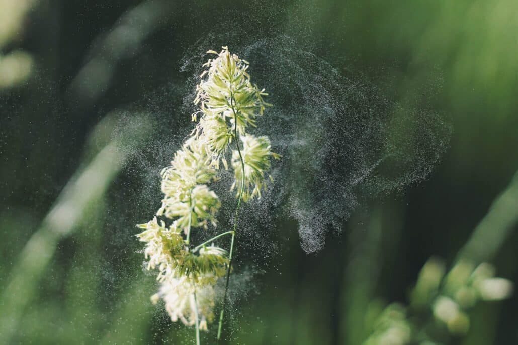 pollen being released from a flowering plant