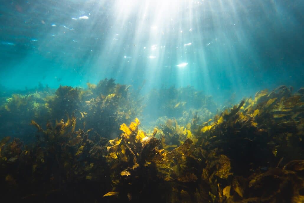 underwater shot of seaweed, from which MSG is derived.