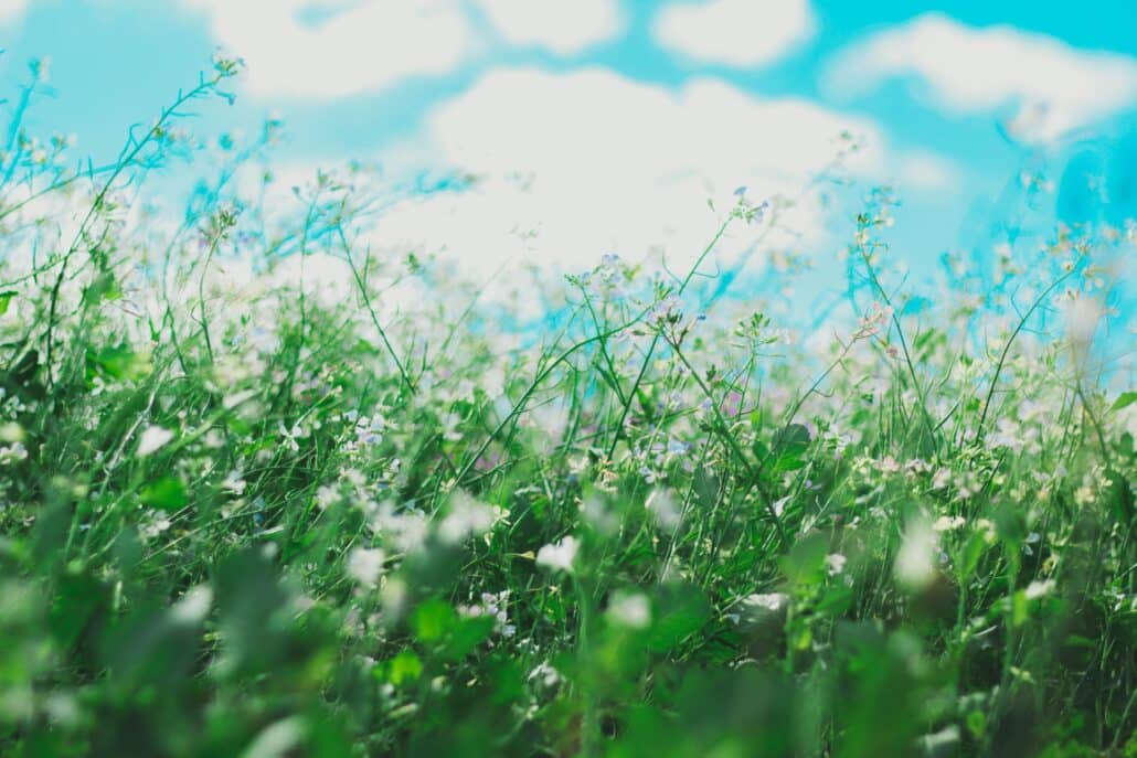 grass pollen that causes hay fever