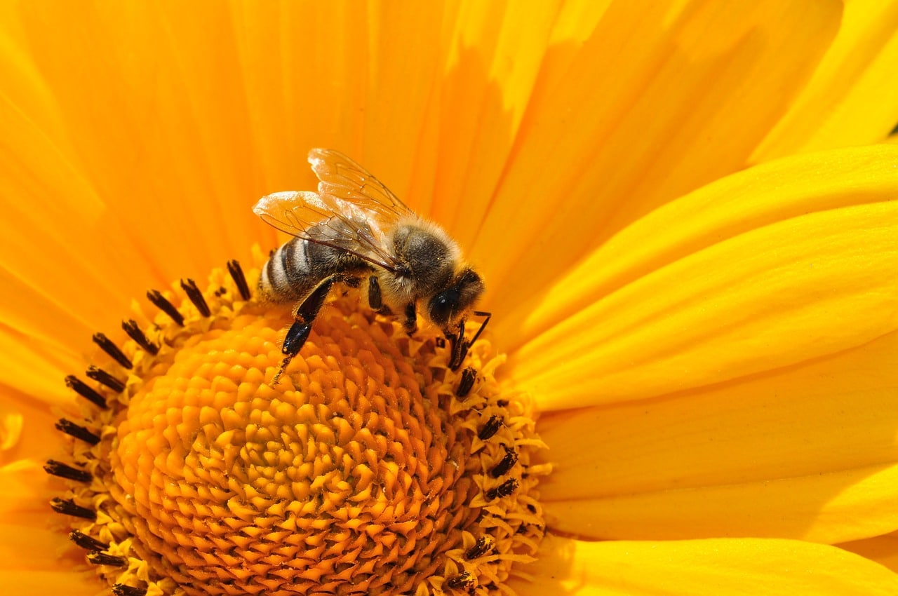 there-s-more-to-hay-fever-than-just-pollen-natural-allergy-treatment