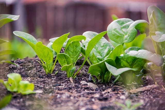 growing spinach high in oxalates