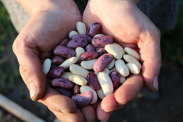 beans that contain lectins