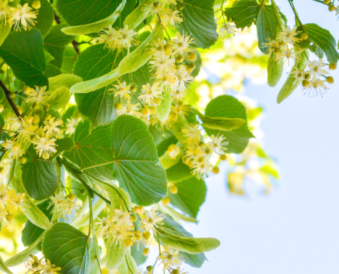 seasonal hay fever triggers